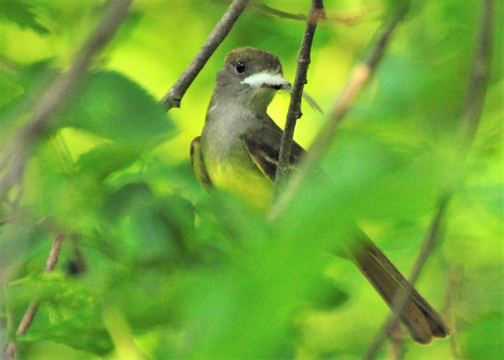 Feathering its nest